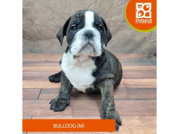 Bulldog-Dog-Male-Brindle-1962-Petland Gallipolis, OH