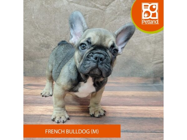 French Bulldog Dog Male Fawn Sable 1963 Petland Gallipolis, OH