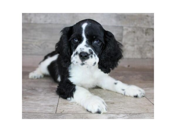 Cocker Spaniel Dog Female Black / White 1967 Petland Gallipolis, OH