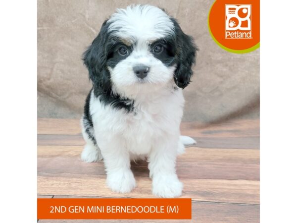 Bernedoodle Mini 2nd Gen Dog Male Black White / Tan 1966 Petland Gallipolis, OH