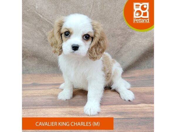 Cavalier King Charles Spaniel Dog Male Blenheim 1964 Petland Gallipolis, OH