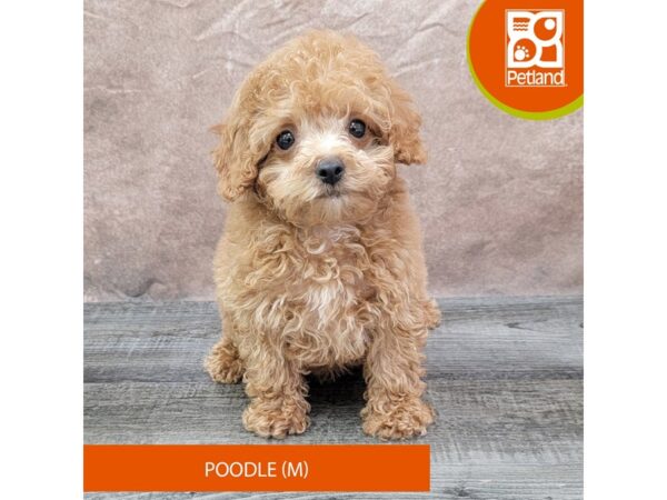 Poodle Dog Male Red 1971 Petland Gallipolis, OH