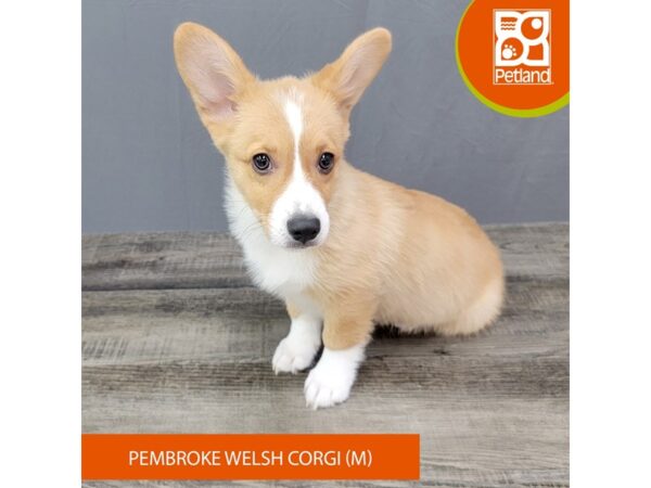 Pembroke Welsh Corgi-Dog-Male-Sable / White-1968-Petland Gallipolis, OH