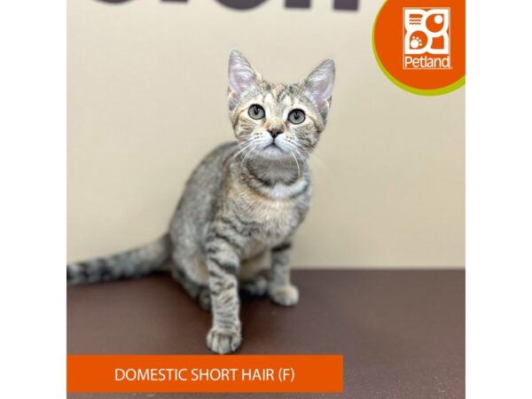 Domestic Short Hair-Cat-Female-tabby-1978-Petland Gallipolis, OH