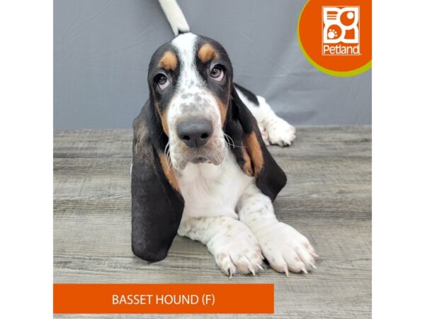 Basset Hound Dog Female Tri-Colored 1970 Petland Gallipolis, OH