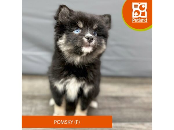 Pomsky-Dog-Female-Black / White-1981-Petland Gallipolis, OH