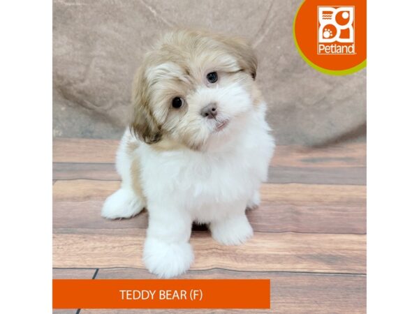 Teddy Bear Dog Female Gold / White 1965 Petland Gallipolis, OH