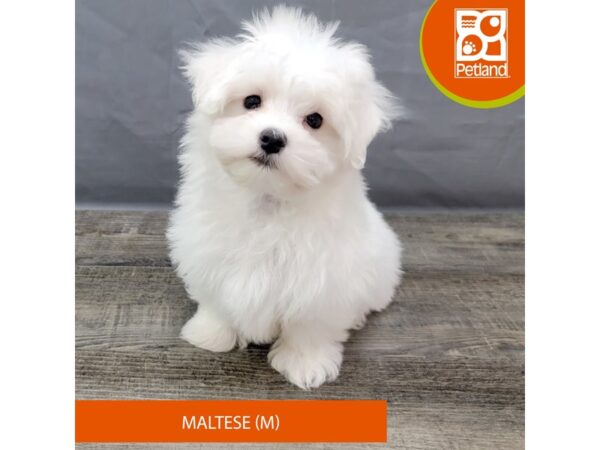 Maltese-Dog-Male-White-1975-Petland Gallipolis, OH