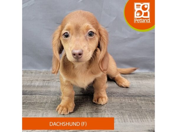 Dachshund-Dog-Female-Red-1974-Petland Gallipolis, OH