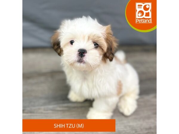 Shih Tzu-Dog-Male--1983-Petland Gallipolis, OH