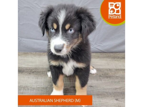 Australian Shepherd Dog Male Black 1987 Petland Gallipolis, OH