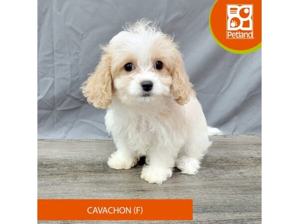 Cavachon-Dog-Female-Blenheim-1991-Petland Gallipolis, OH