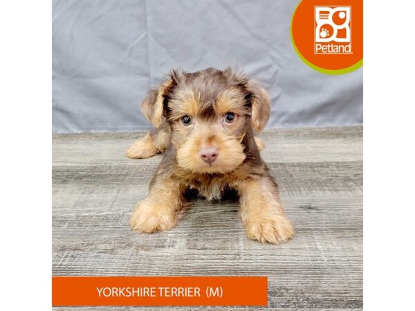 Yorkshire Terrier Dog Male Chocolate 1996 Petland Gallipolis, OH