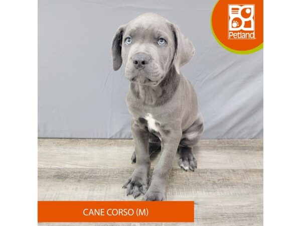 Cane Corso Dog Male Blue 2005 Petland Gallipolis, OH