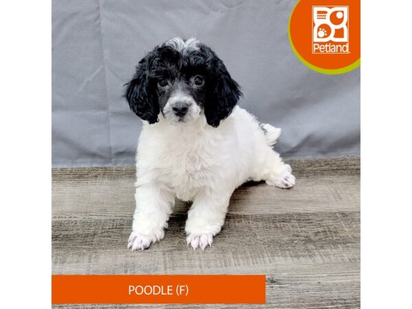 Poodle – 1995
