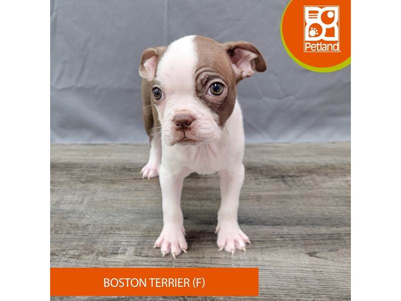 Boston Terrier - 1998 Image #1