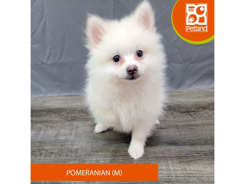 Pomeranian - 2003 Image #1