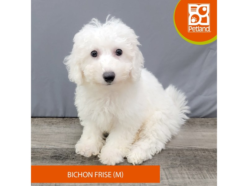 Bichon Frise Puppies For Sale Petland Gallipolis, OH