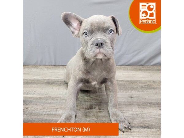 Frenchton – 2008