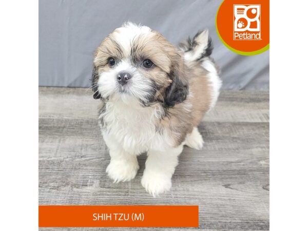 Shih Tzu – 2006