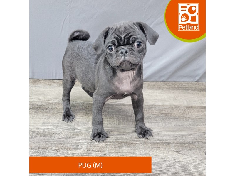 Pug - 2001 Image #1