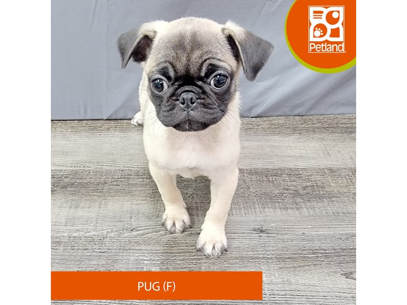Pug - 2000 Image #1