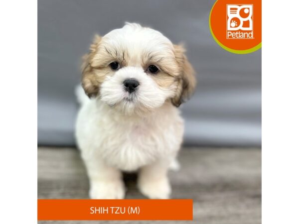 Shih Tzu – 2007