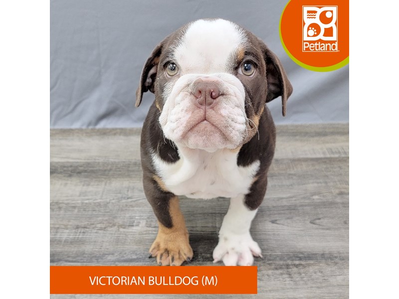 Victorian Bulldog - 2011 Image #1