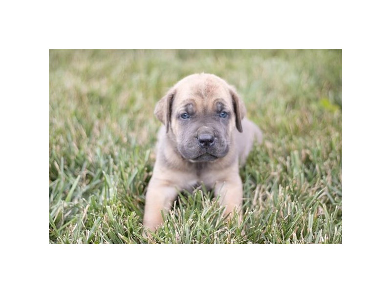 Cane Corso - 2020 Image #1