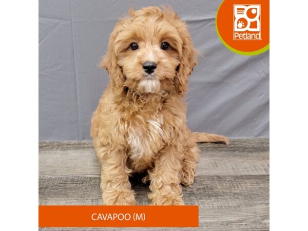 Cavapoo – 2019