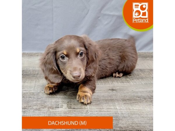 Dachshund – 2023