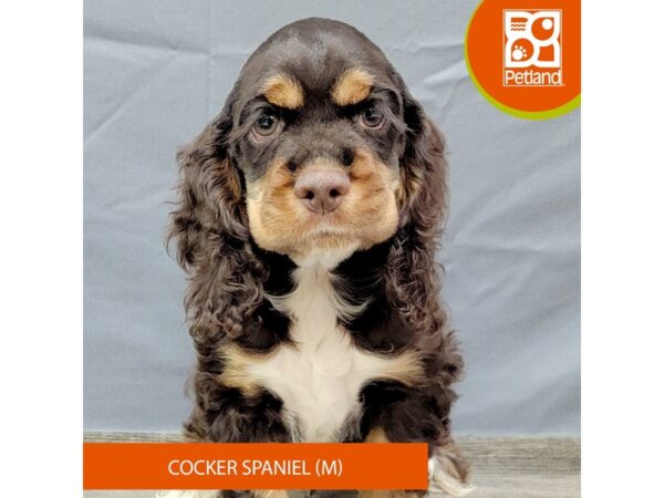 Cocker Spaniel – 2025