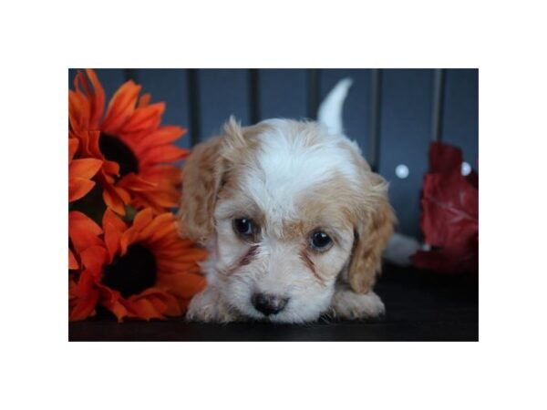 Cavachon – 2035
