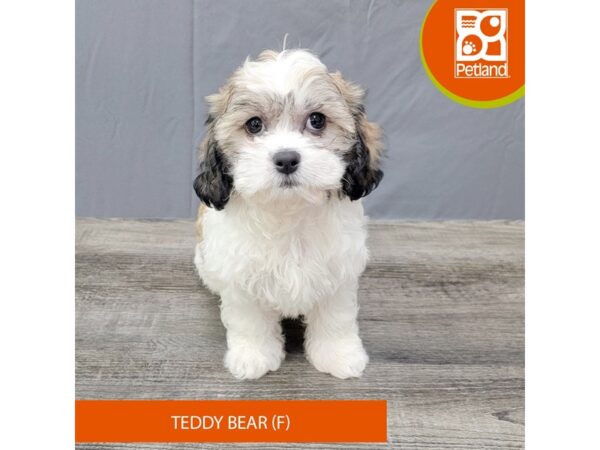 Teddy Bear – 2037