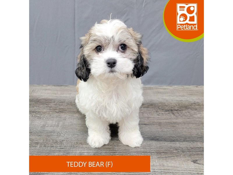 Teddy Bear Puppies For Sale Petland Gallipolis, OH
