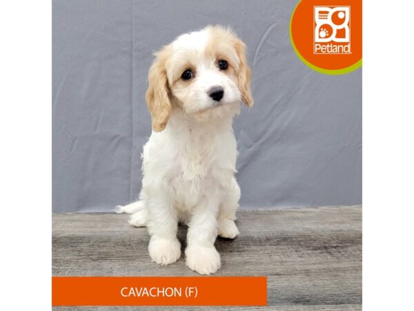 Cavachon – 2035