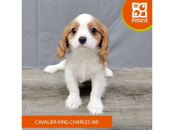 Cavalier King Charles Spaniel – 2034