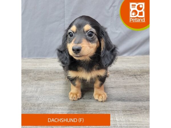 Dachshund – 2022