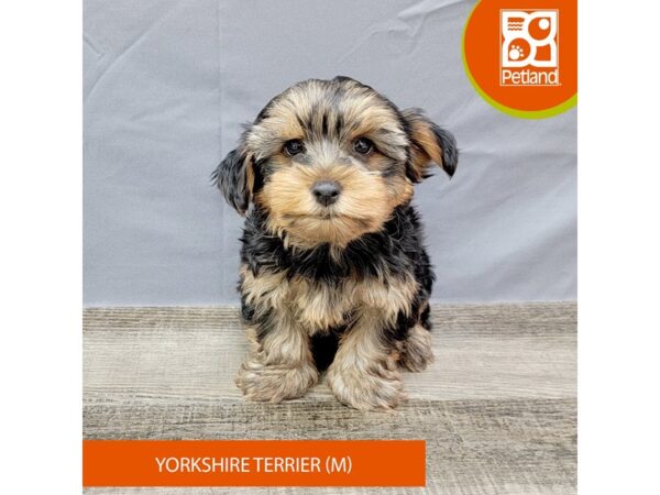 Yorkshire Terrier – 2026