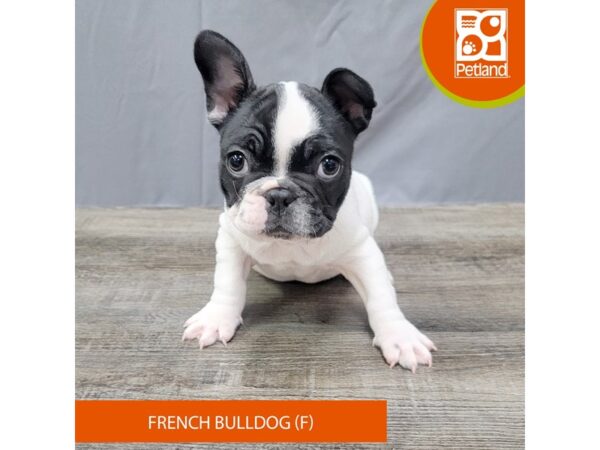French Bulldog – 2031