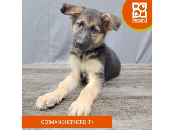 German Shepherd – 2028