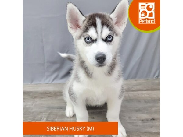 Siberian Husky – 2024