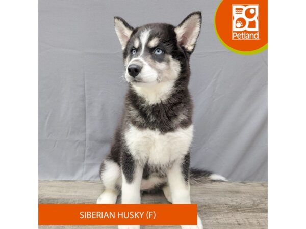 Siberian Husky – 2021