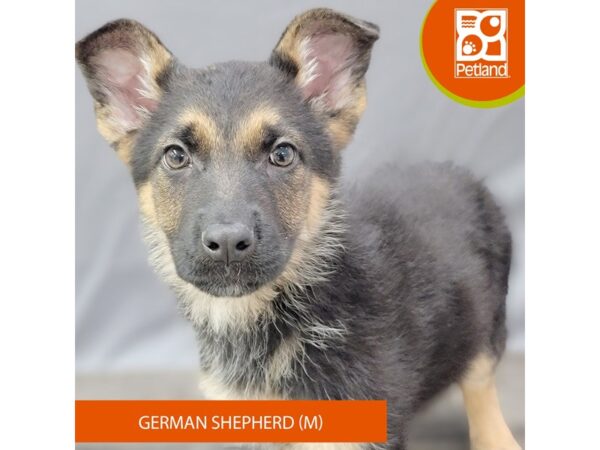 German Shepherd Dog – 2050