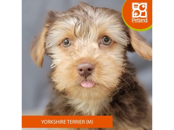 Yorkshire Terrier – 2053
