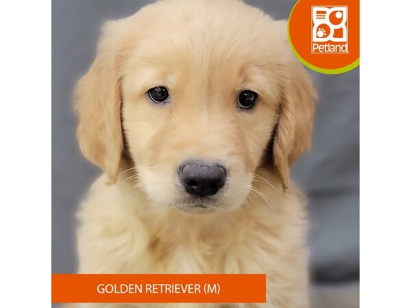 Golden Retriever – 2056