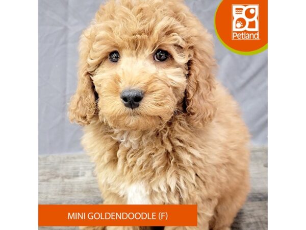 Goldendoodle Mini – 2061