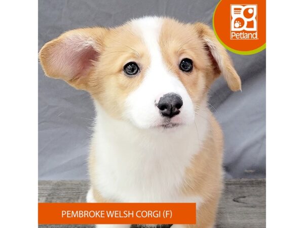 Pembroke Welsh Corgi – 2059