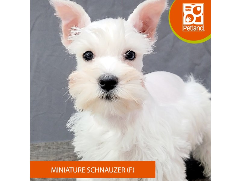 Miniature Schnauzer Puppies For Sale Petland Gallipolis, OH