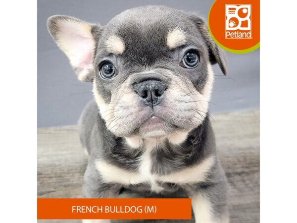 French Bulldog – 2068